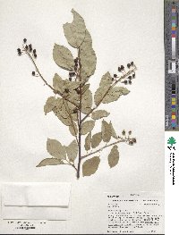 Prunus virginiana var. melanocarpa image