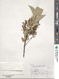 Prunus virginiana var. melanocarpa image