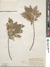 Prunus virginiana var. melanocarpa image