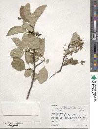 Prunus virginiana image