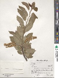 Prunus virginiana var. melanocarpa image