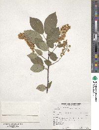 Prunus virginiana image