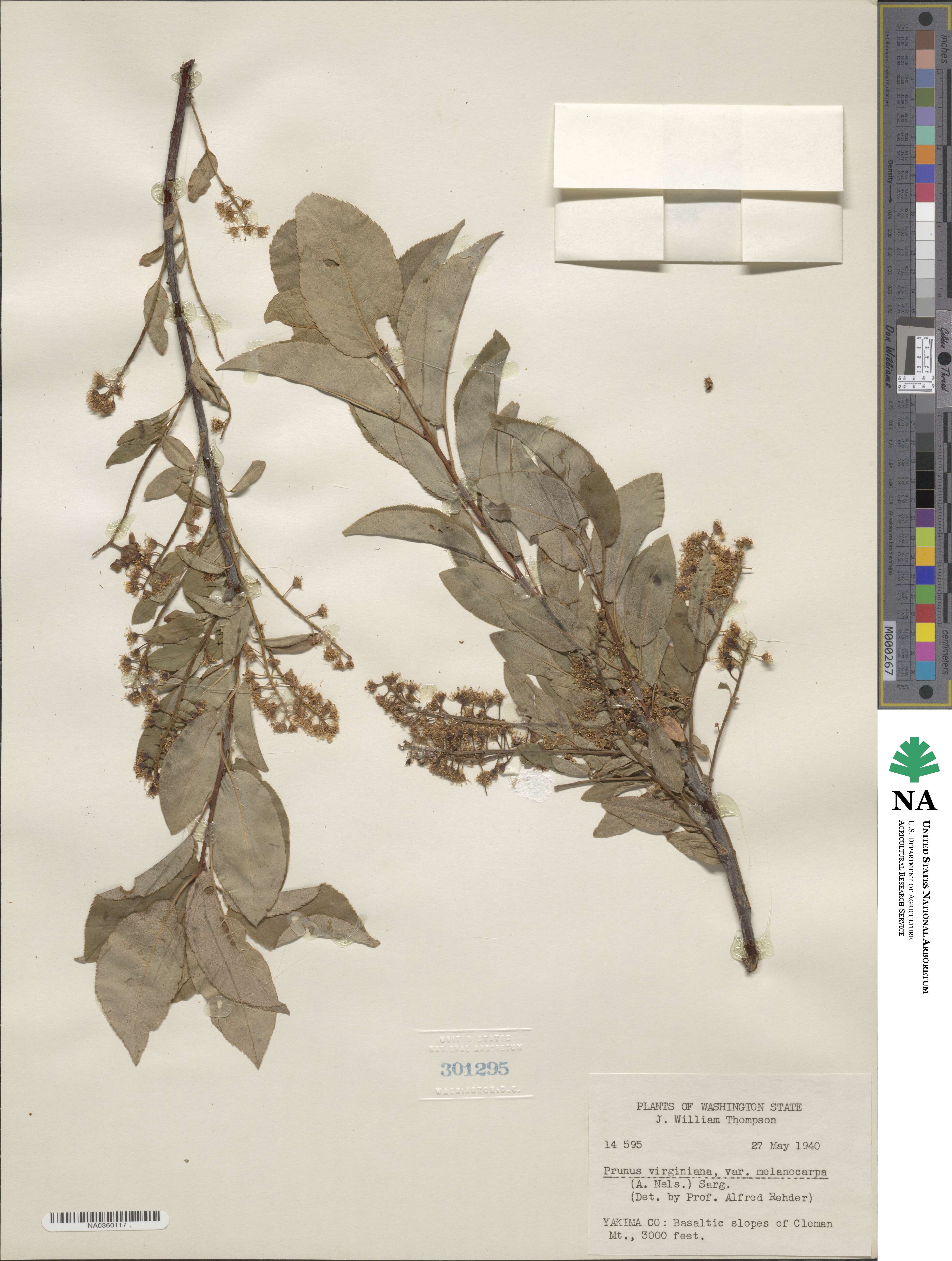 Prunus virginiana var. melanocarpa image