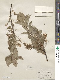 Prunus virginiana image