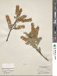 Prunus virginiana image