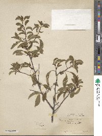 Prunus angustifolia var. watsonii image