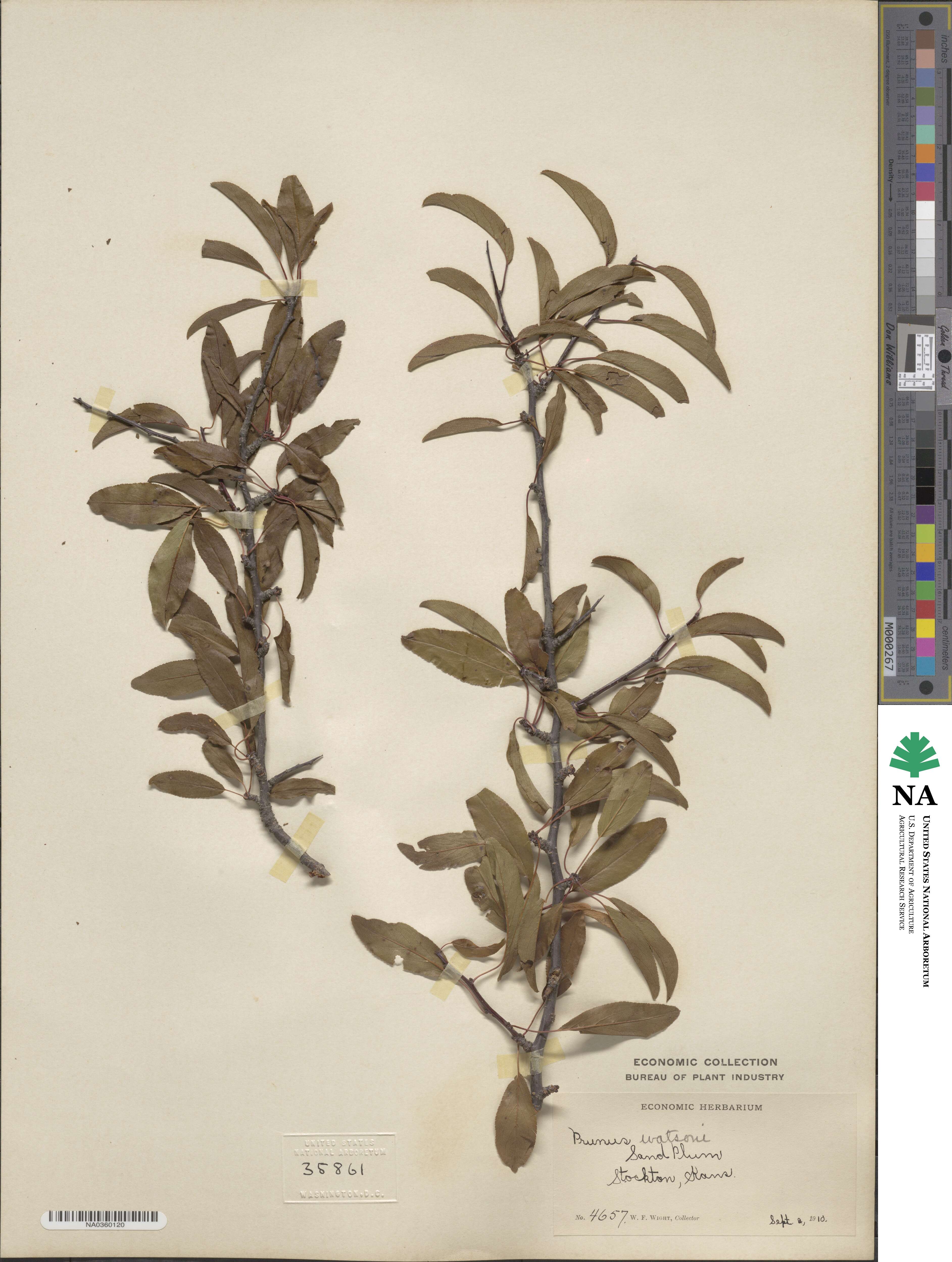 Prunus angustifolia var. watsonii image