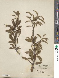 Prunus angustifolia var. watsonii image