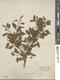 Prunus angustifolia var. watsonii image