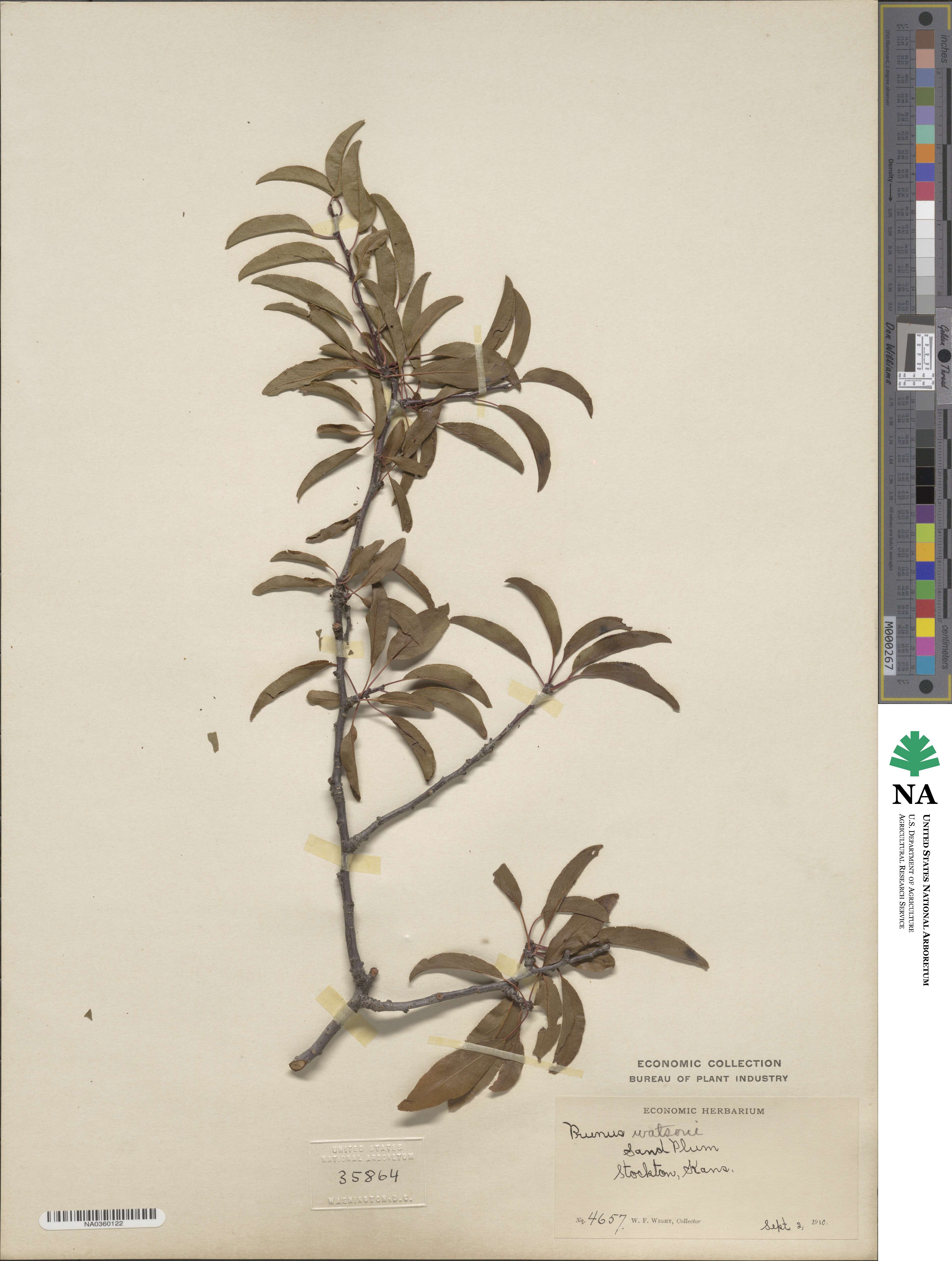 Prunus angustifolia var. watsonii image