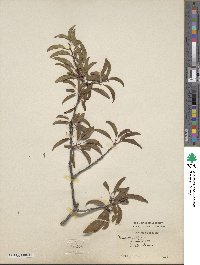 Prunus angustifolia image