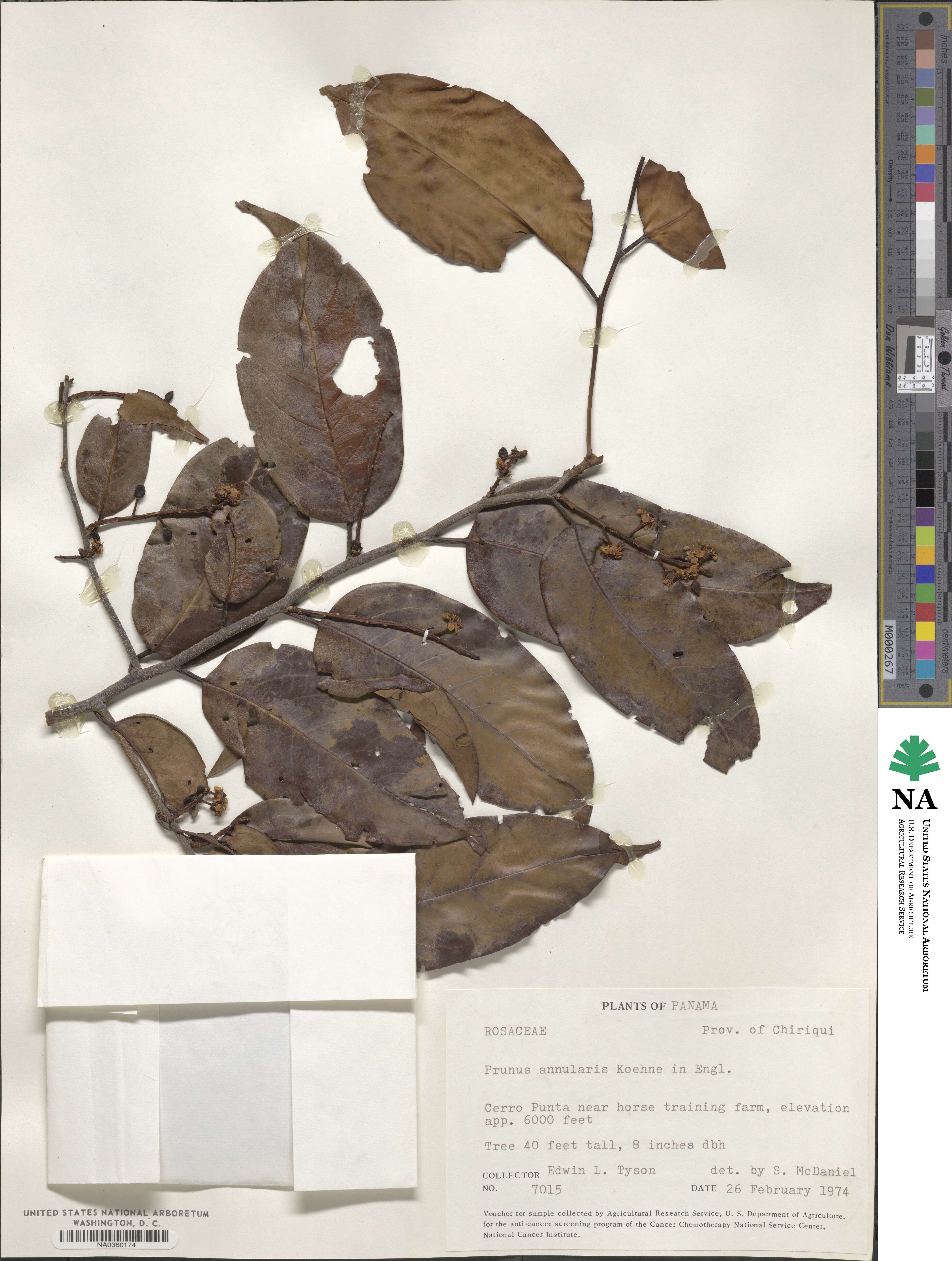 Prunus annularis image