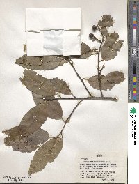 Image of Prunus brachybotrya