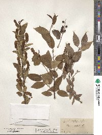 Prunus serotina image