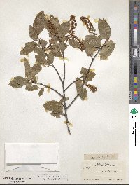 Prunus serotina var. capuli image