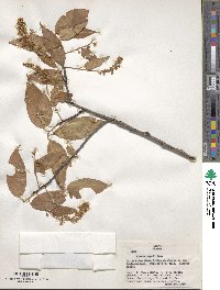 Prunus serotina var. capuli image