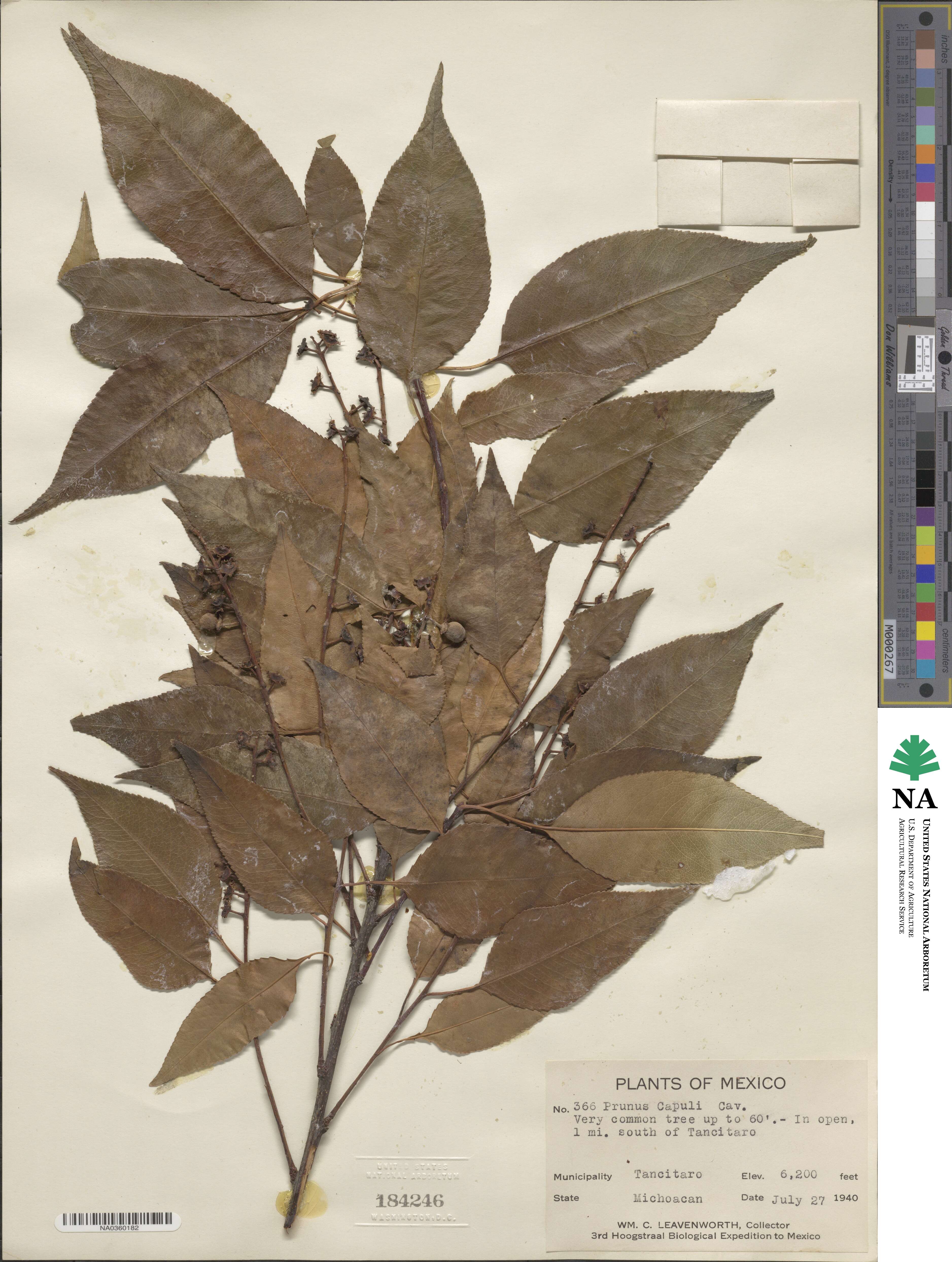 Prunus serotina var. capuli image