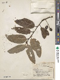 Image of Prunus cortapico