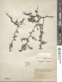 Prunus eriogyna image