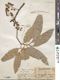 Prunus ferruginea image