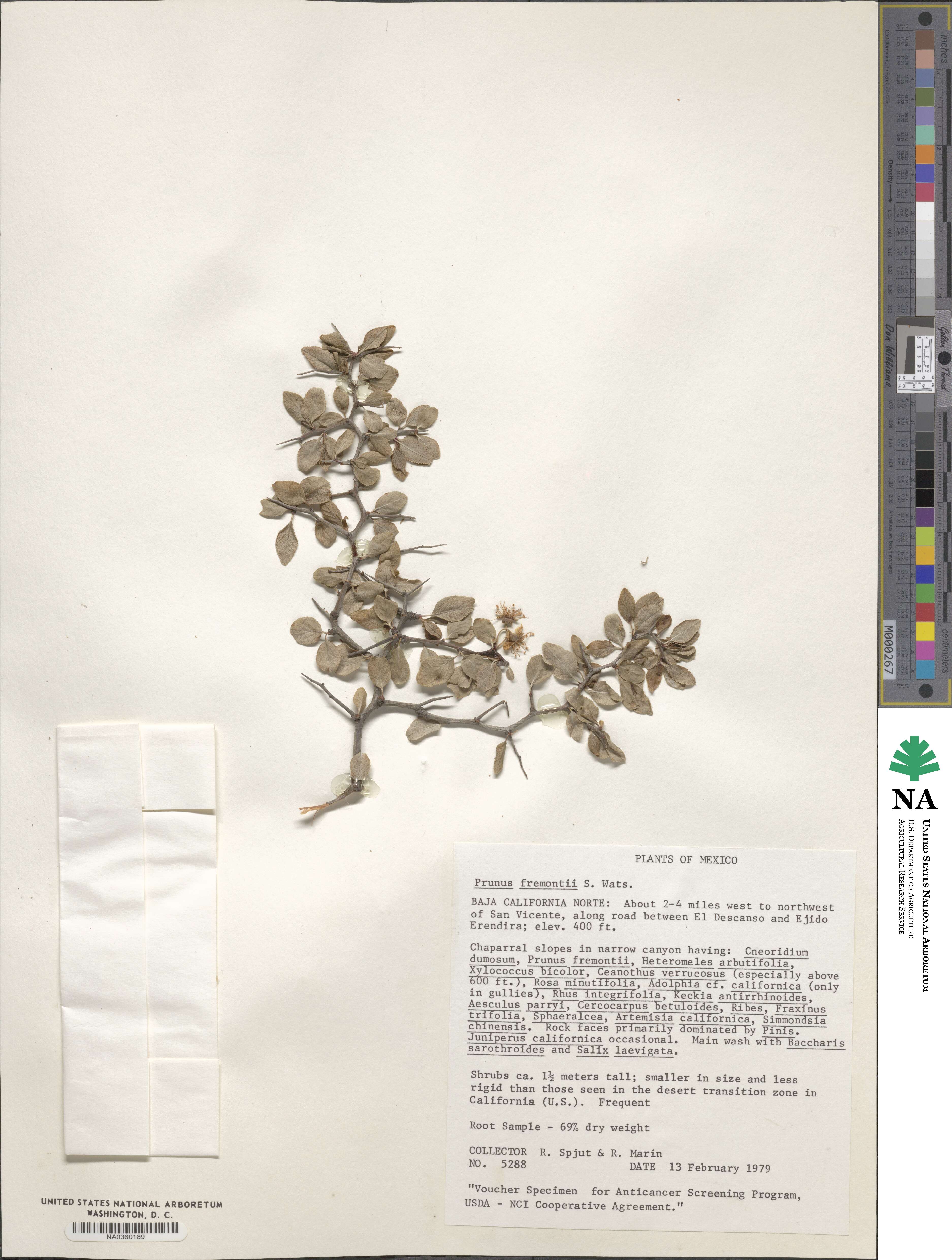 Prunus fremontii image