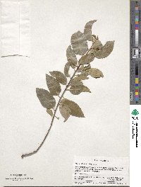 Prunus ilicifolia image