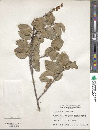 Prunus ilicifolia image