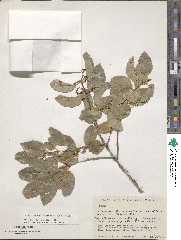 Prunus ilicifolia image