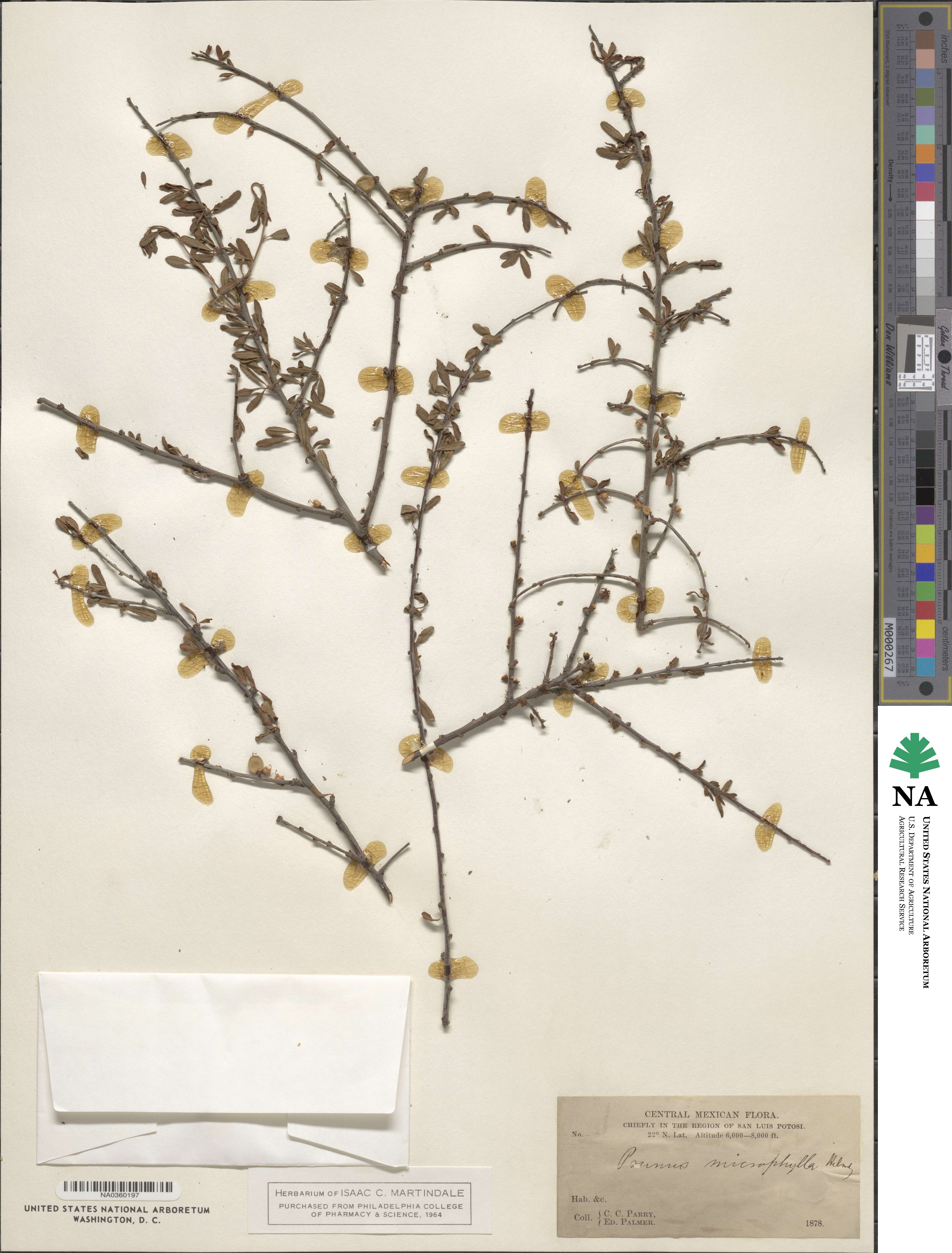 Prunus microphylla image
