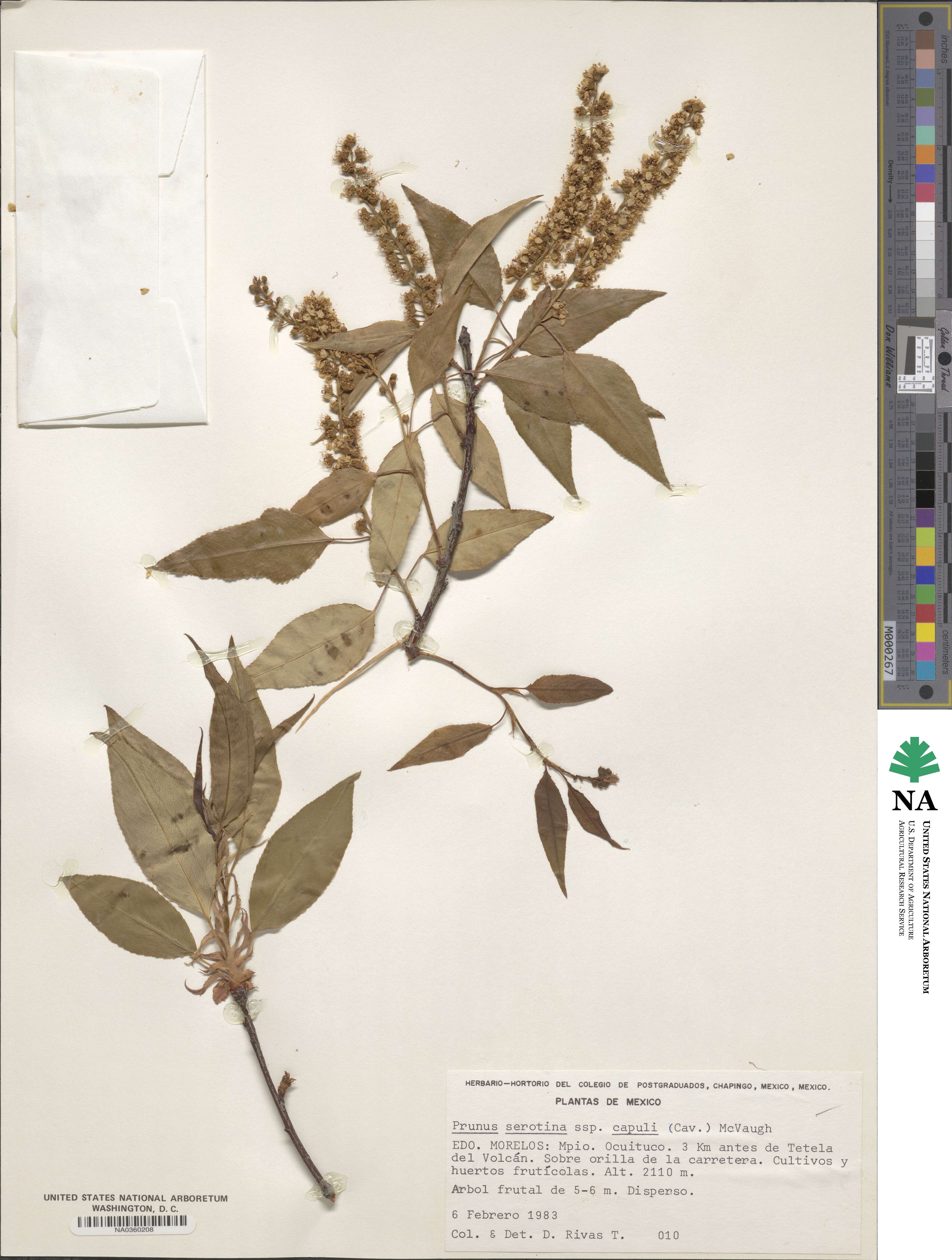 Prunus serotina var. capuli image