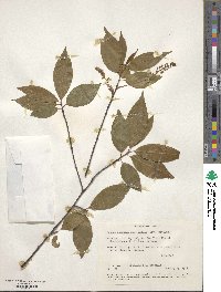 Prunus serotina var. capuli image