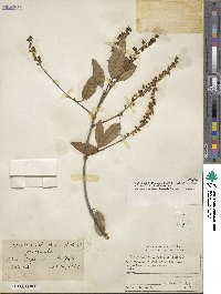 Prunus serotina image