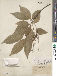 Prunus serotina serotina image