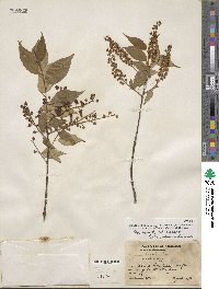 Prunus serotina serotina image