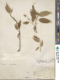 Prunus serotina image