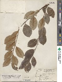 Prunus serotina var. rufula image