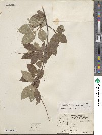 Prunus serotina var. rufula image