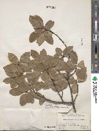 Prunus serotina var. virens image