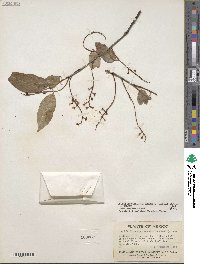 Prunus serotina var. virens image