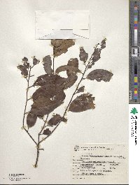 Image of Prunus brasiliensis