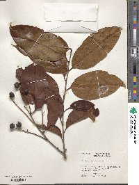 Image of Prunus detrita