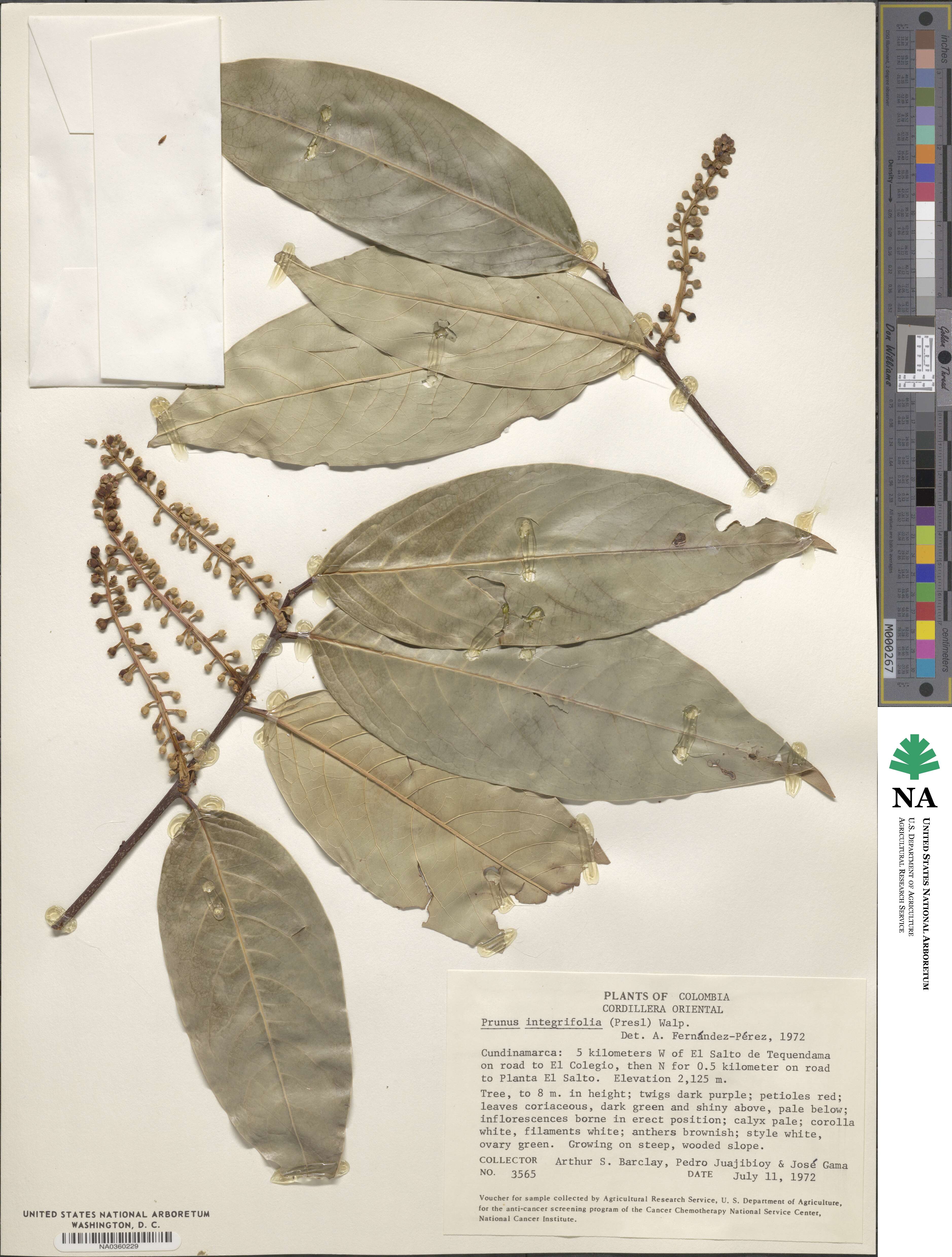 Prunus integrifolia image