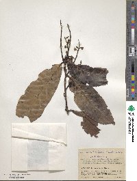 Prunus integrifolia image