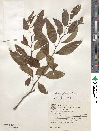 Prunus myrtifolia image