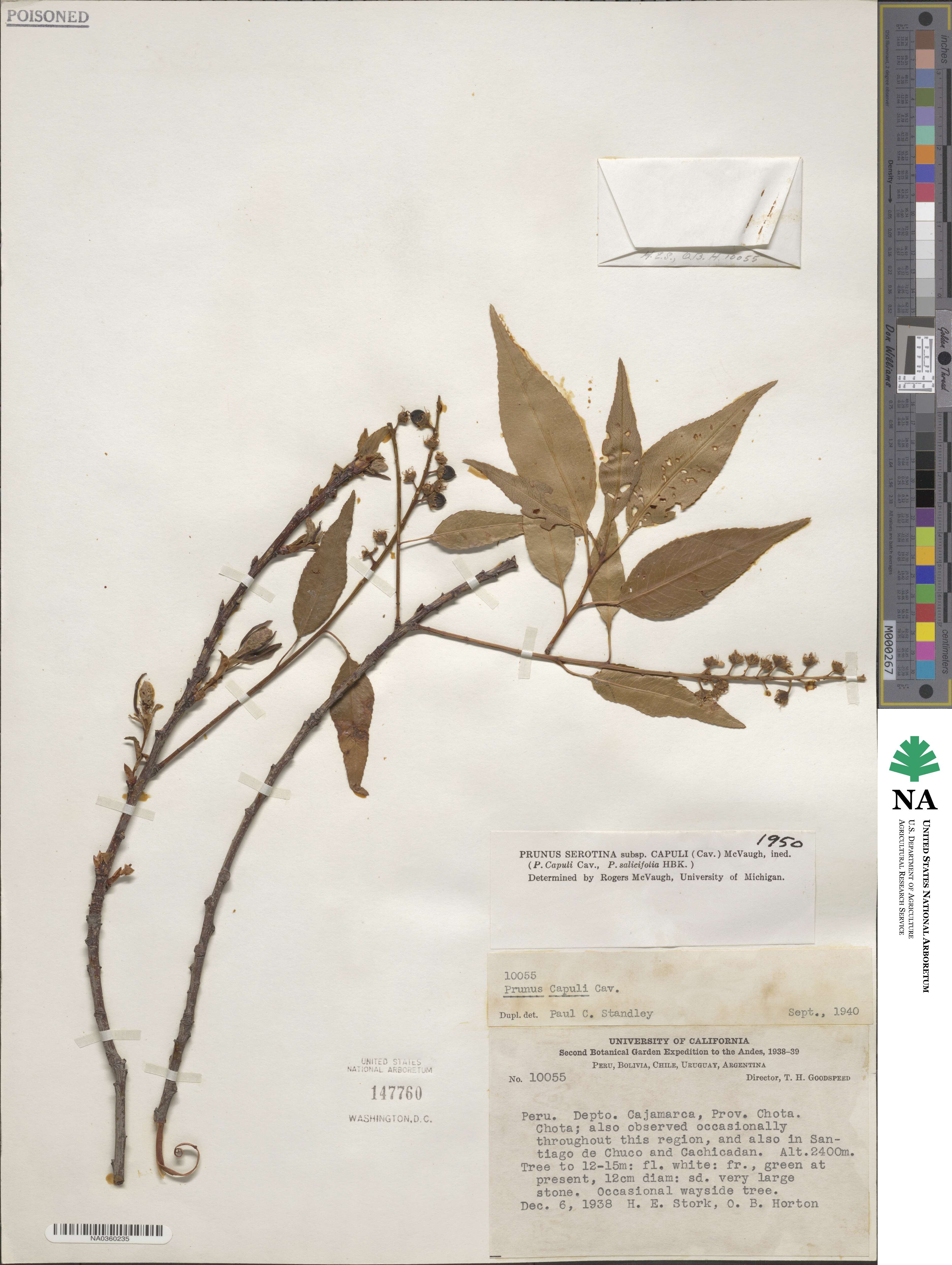 Prunus serotina var. capuli image