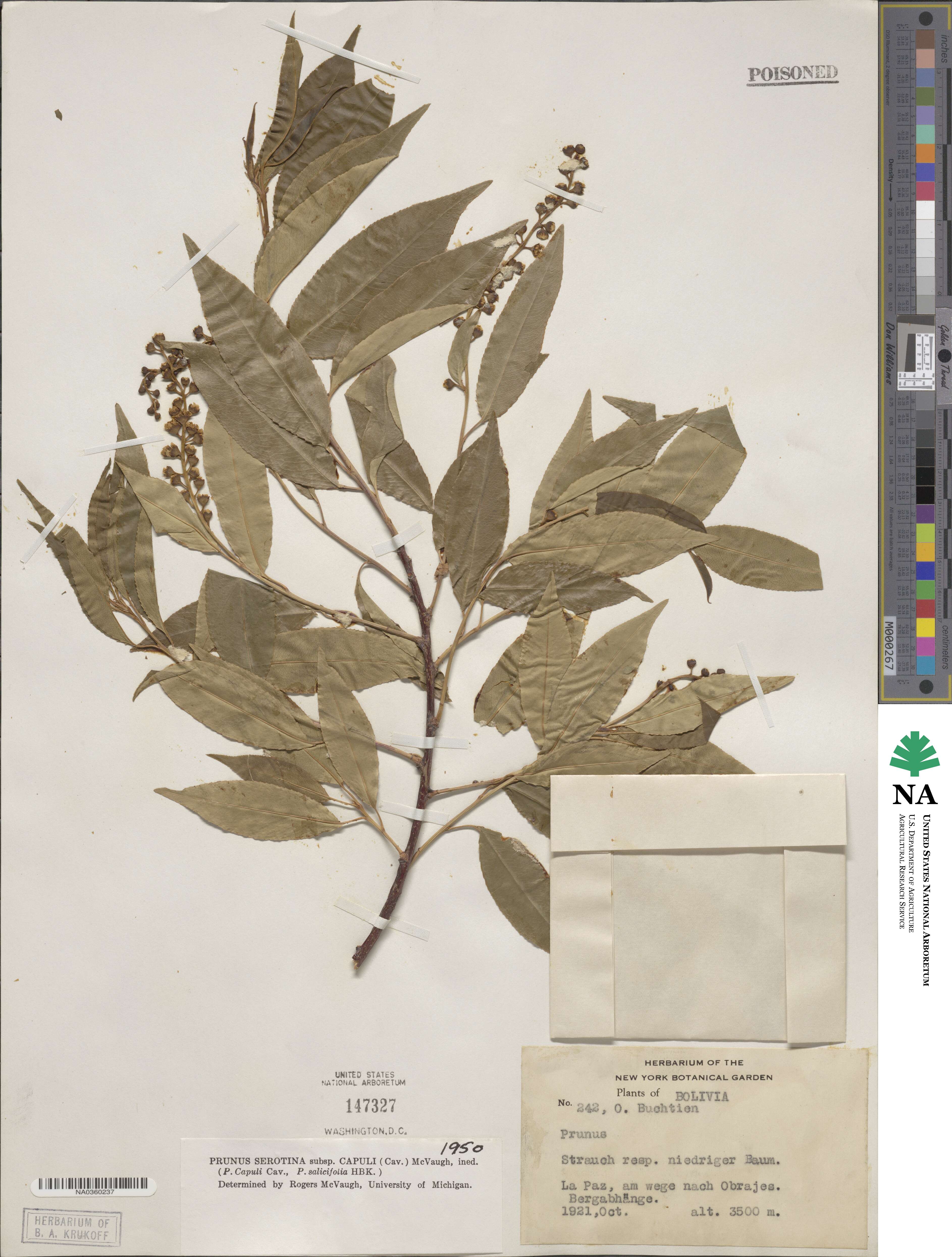 Prunus serotina var. capuli image