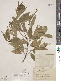 Prunus serotina var. capuli image