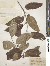 Image of Prunus debilis