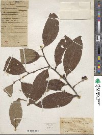 Prunus debilis image