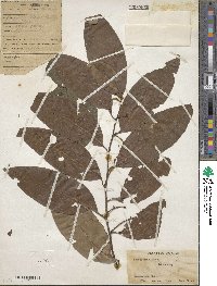 Prunus debilis image